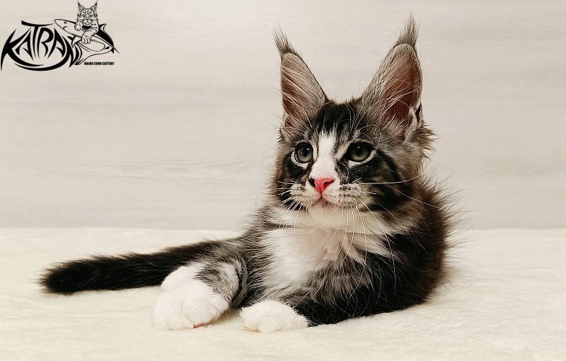 Katran Xenos - Kitten maine-coon 2 months