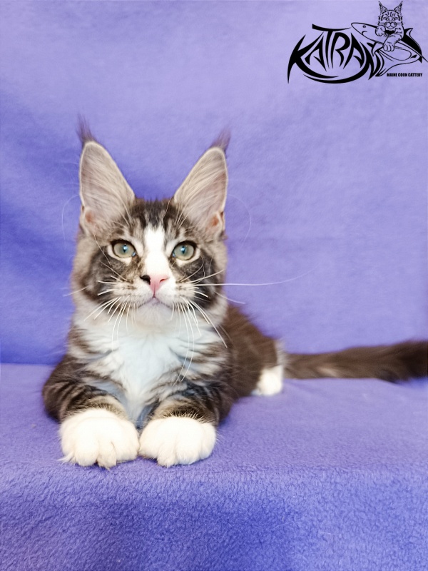 Katran Xenos - Kitten maine-coon 3 months