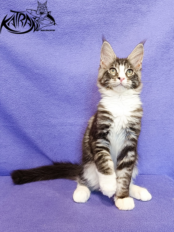 Katran Xenos - Kitten maine-coon 3 months