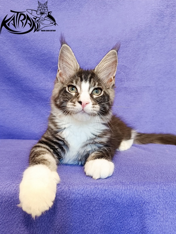 Katran Xenos - Kitten maine-coon 3 months