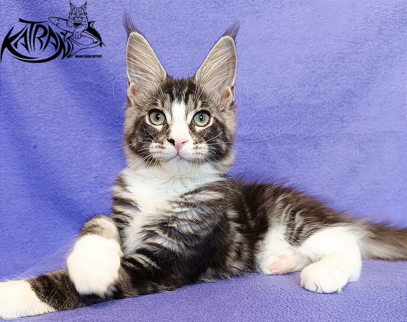 Katran Xenos - Kitten maine-coon 3 months