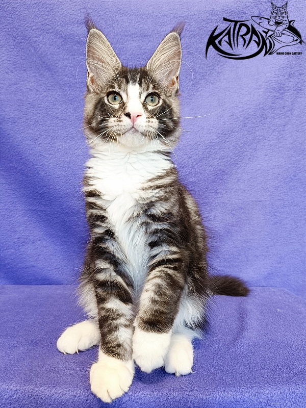 Katran Xenos - Kitten maine-coon 3 months
