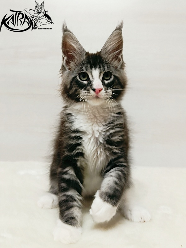 Katran Xenos - Kitten maine-coon 2 months