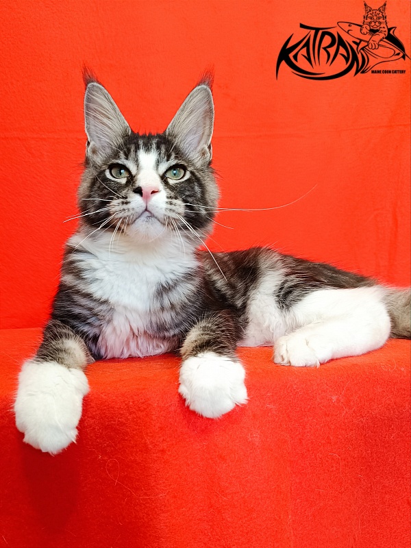 Katran Xenos - Kitten maine-coon 4.5 months