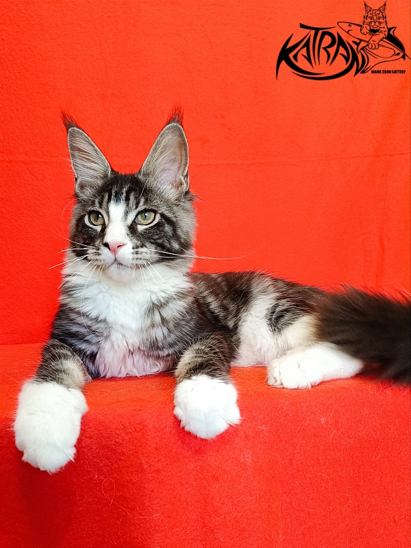 Katran Xenos - Kitten maine-coon 4.5 months