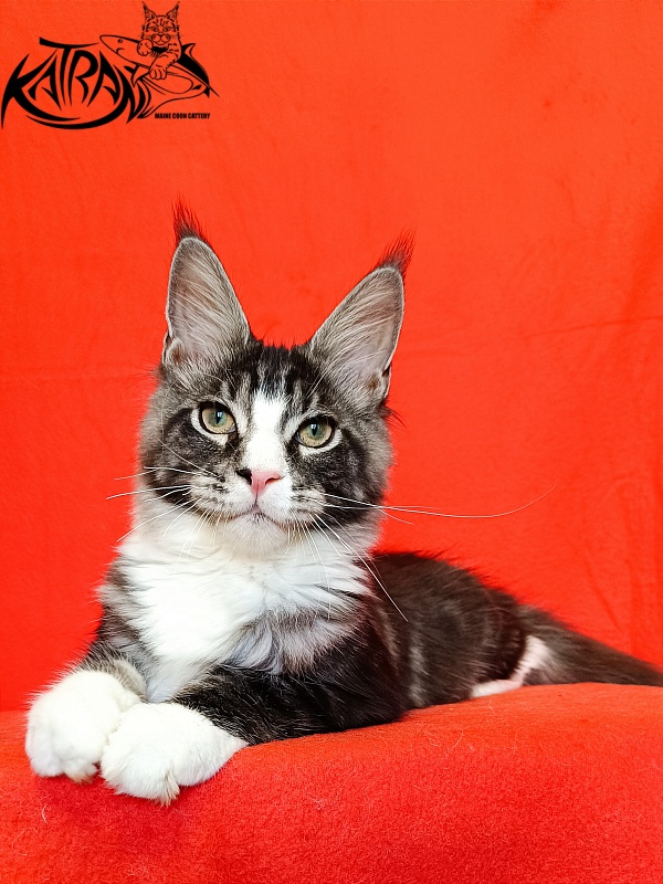 Katran Xenos - Kitten maine-coon 4.5 months
