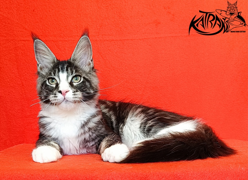 Katran Xenos - Kitten maine-coon 4.5 months