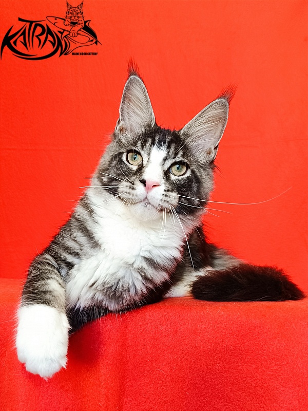 Katran Xenos - Kitten maine-coon 4.5 months