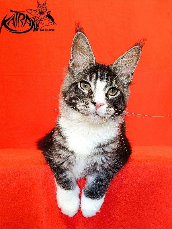 Katran Xenos - Kitten maine-coon 4.5 months