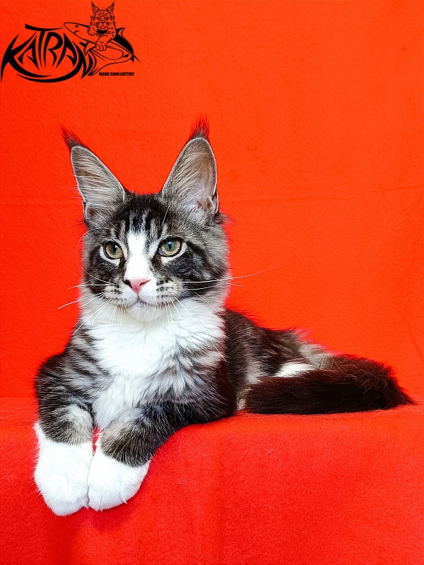 Katran Xenos - Kitten maine-coon 4.5 months