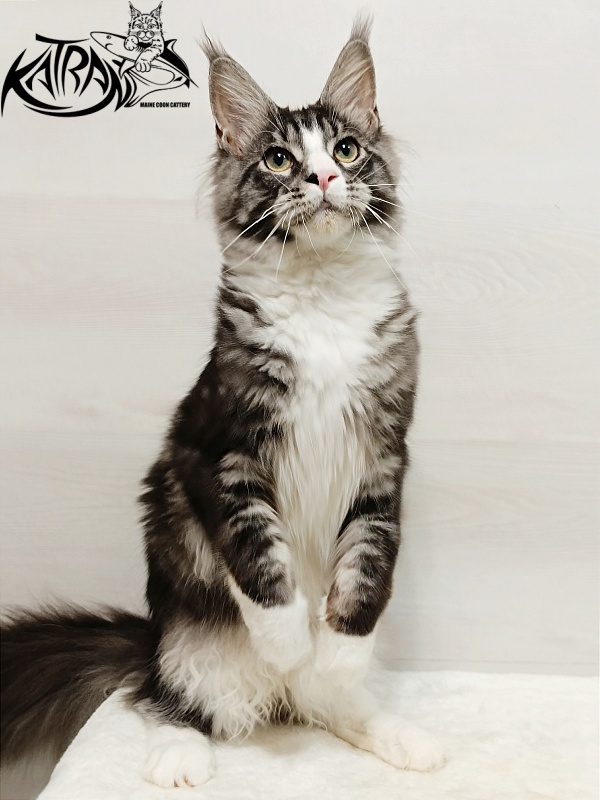 Katran Xenos - Kitten maine-coon 6.5 months