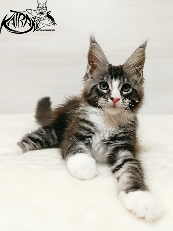 Katran Xenos - Kitten maine-coon 2 months