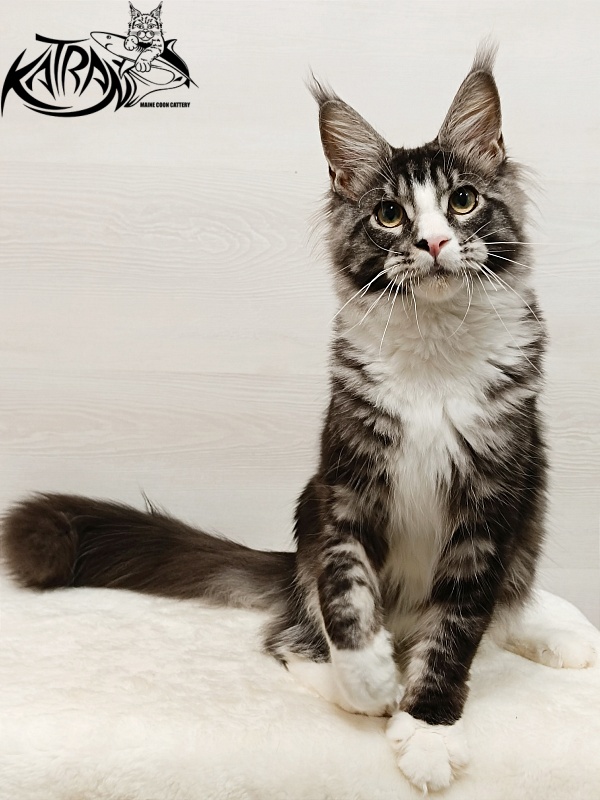 Katran Xenos - Kitten maine-coon 6.5 months