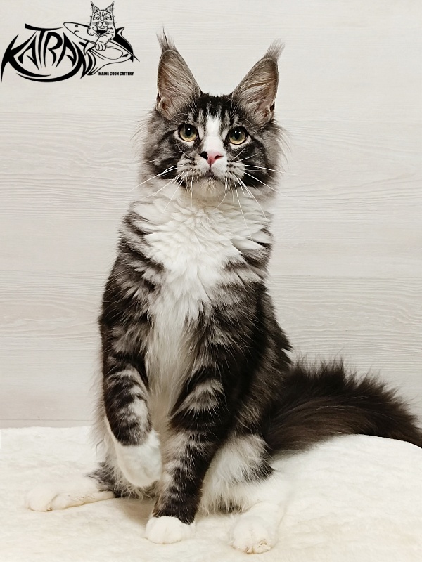 Katran Xenos - Kitten maine-coon 6.5 months