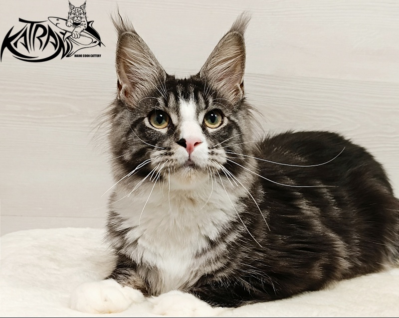 Katran Xenos - Kitten maine-coon 6.5 months