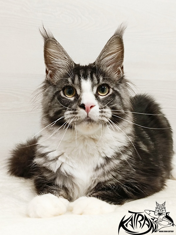 Katran Xenos - Kitten maine-coon 6.5 months