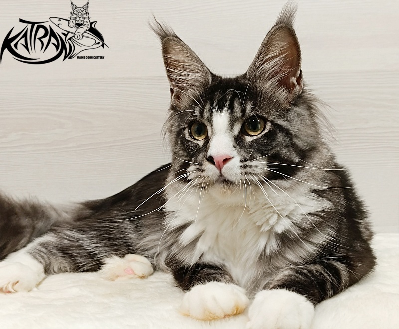 Katran Xenos - Kitten maine-coon 6.5 months