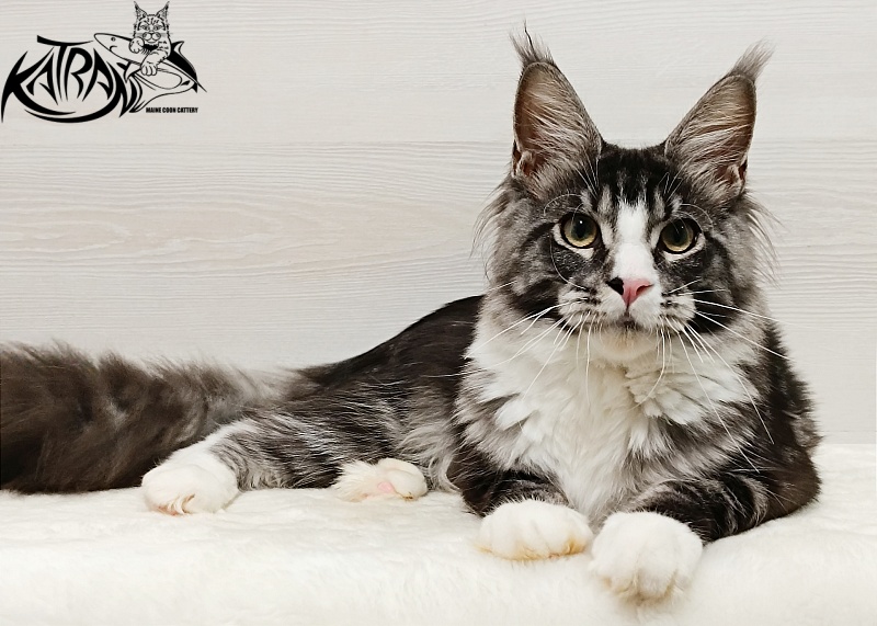 Katran Xenos - Kitten maine-coon 6.5 months