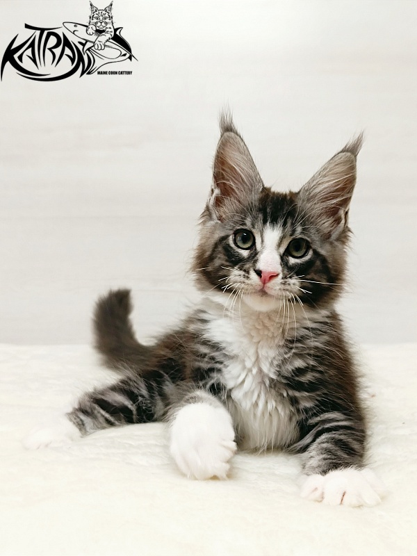 Katran Xenos - Kitten maine-coon 2 months