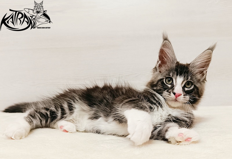 Katran Xenos - Kitten maine-coon 2 months