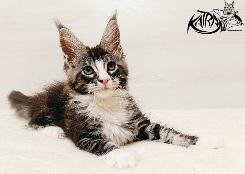 Katran Xenos - Kitten maine-coon 2 months