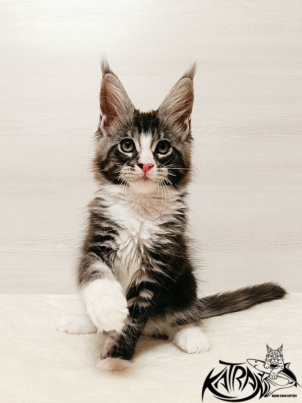 Katran Xenos - Kitten maine-coon 2 months