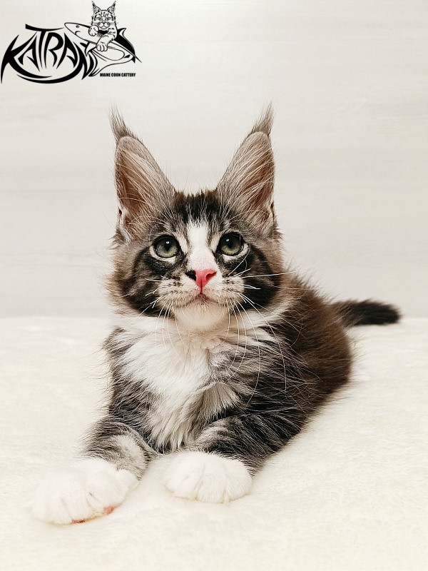Katran Xenos - Kitten maine-coon 2 months