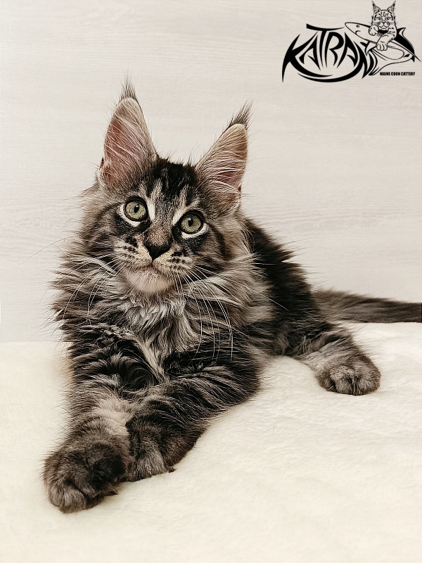 Katran X-Trimm - Kitten maine-coon 2 months