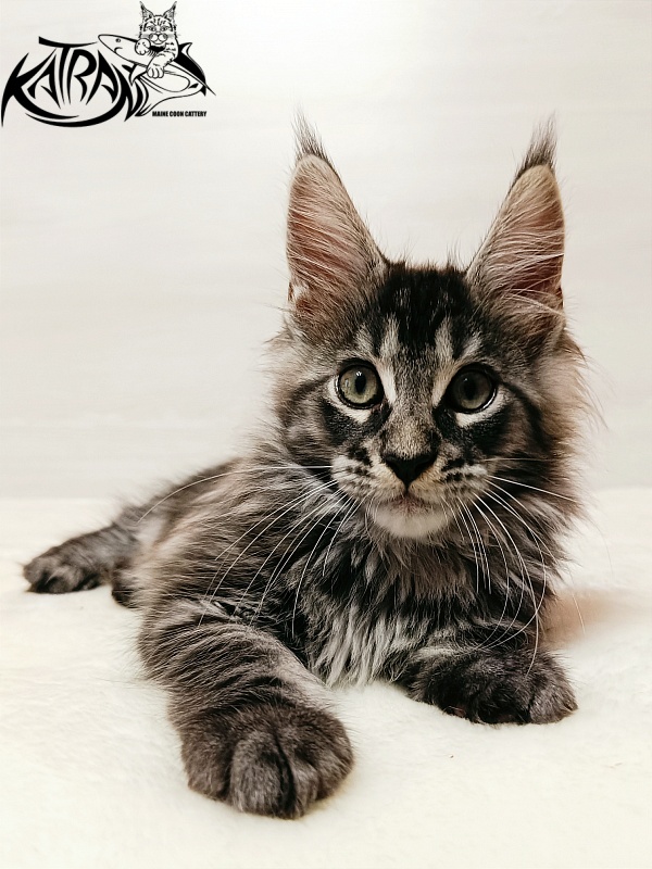 Katran X-Trimm - Kitten maine-coon 2 months
