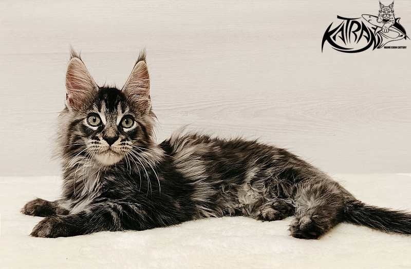 Katran X-Trimm - Kitten maine-coon 2 months