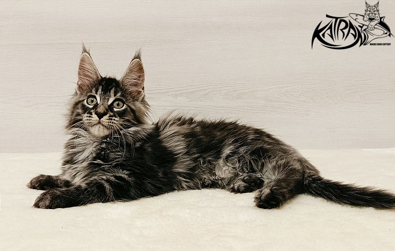 Katran X-Trimm - Kitten maine-coon 2 months
