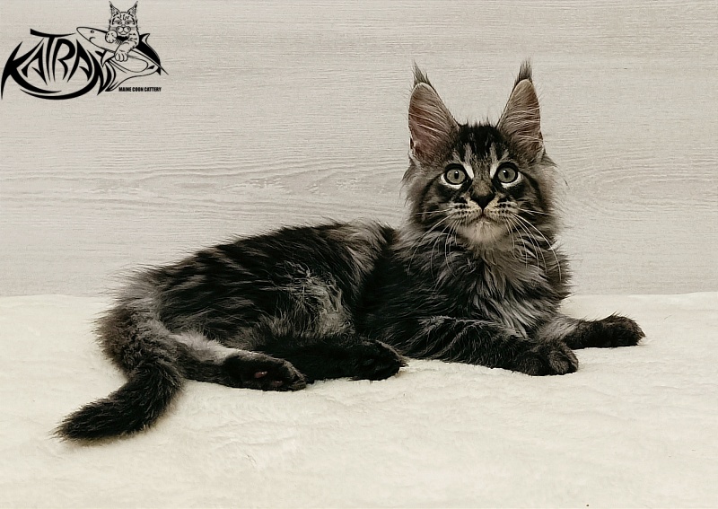 Katran X-Trimm - Kitten maine-coon 2 months