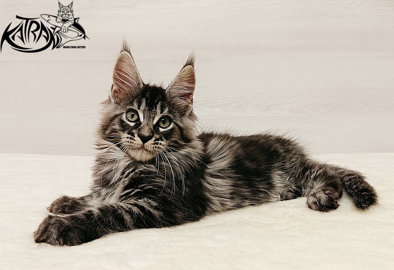Katran X-Trimm - Kitten maine-coon 2 months