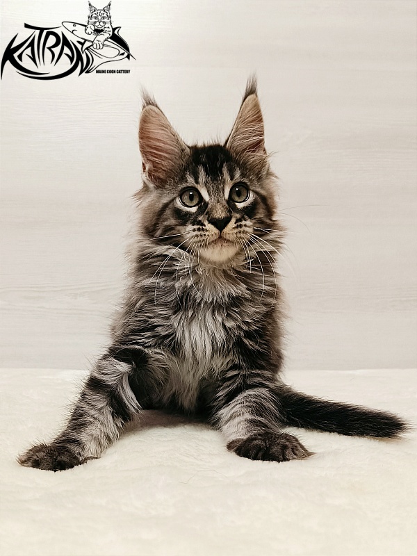 Katran X-Trimm - Kitten maine-coon 2 months