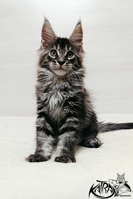 Katran X-Trimm - Kitten maine-coon 2 months