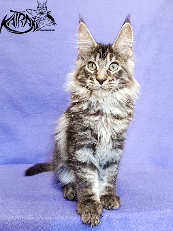 Katran X-Trimm - Kitten maine-coon 3 months