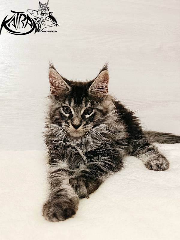 Katran X-Trimm - Kitten maine-coon 2 months