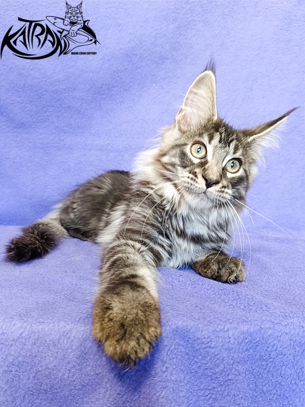 Katran X-Trimm - Kitten maine-coon 3 months