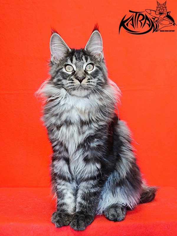 Katran X-Trimm - Kitten maine-coon 4.5 months