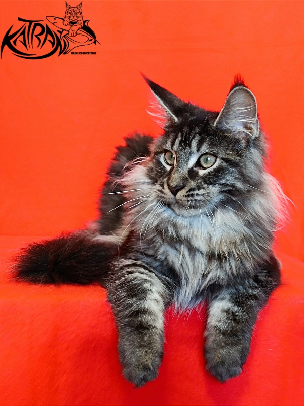 Katran X-Trimm - Kitten maine-coon 4.5 months