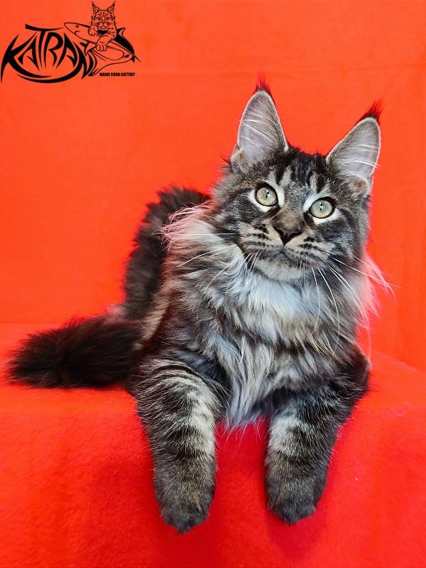 Katran X-Trimm - Kitten maine-coon 4.5 months