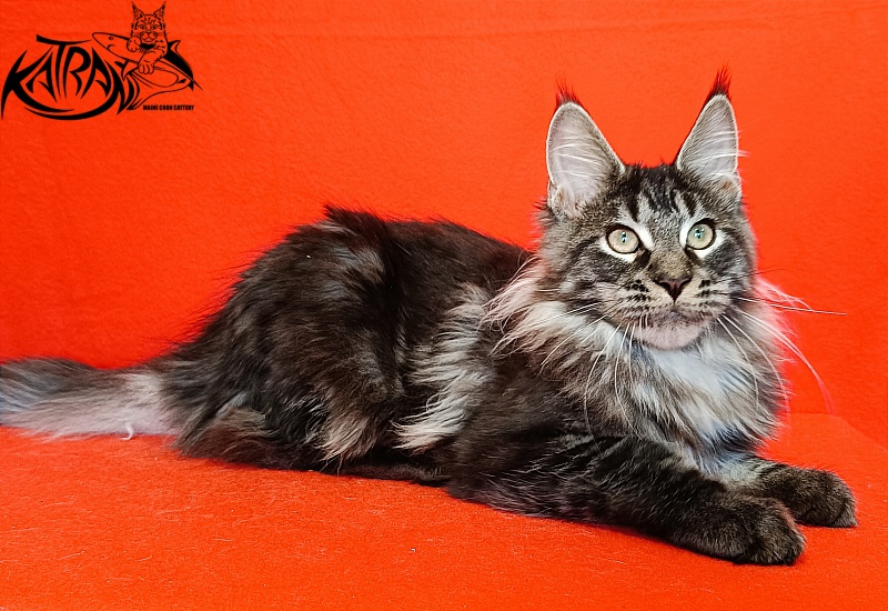 Katran X-Trimm - Kitten maine-coon 4.5 months