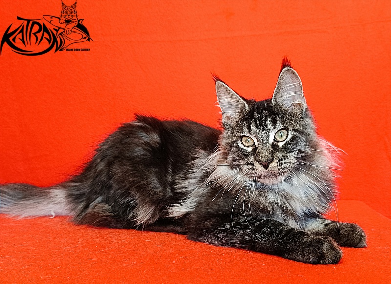 Katran X-Trimm - Kitten maine-coon 4.5 months