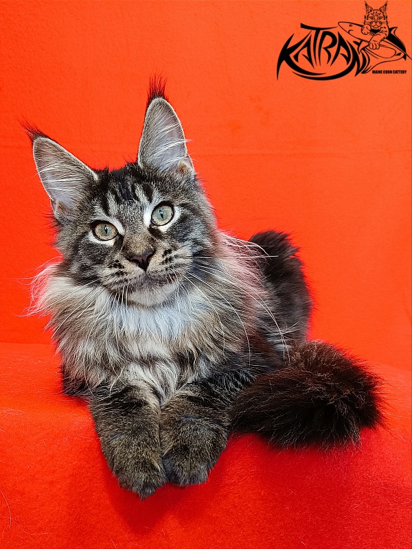 Katran X-Trimm - Kitten maine-coon 4.5 months
