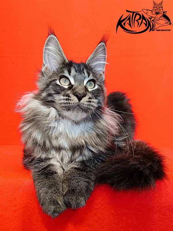 Katran X-Trimm - Kitten maine-coon 4.5 months