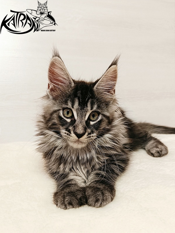 Katran X-Trimm - Kitten maine-coon 2 months