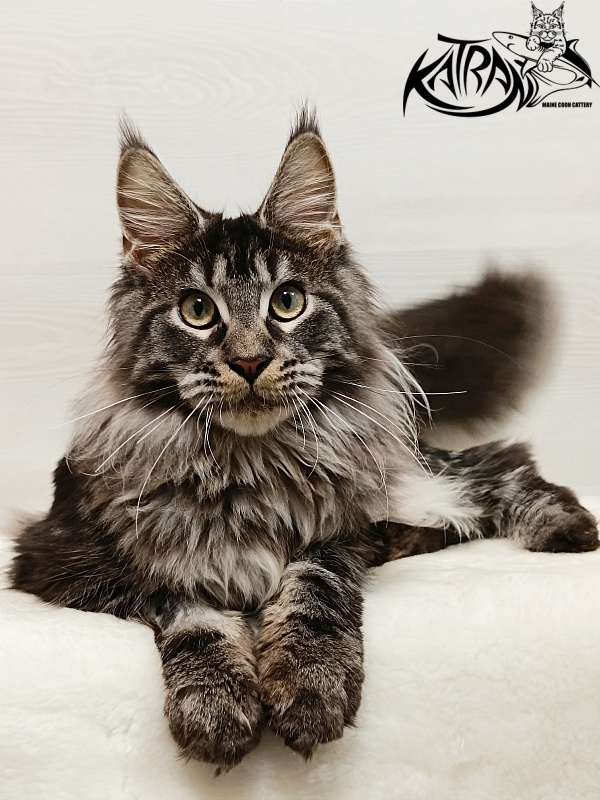 Katran X-Trimm - Kitten maine-coon 6.5 months