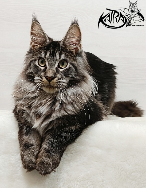 Katran X-Trimm - Kitten maine-coon 6.5 months