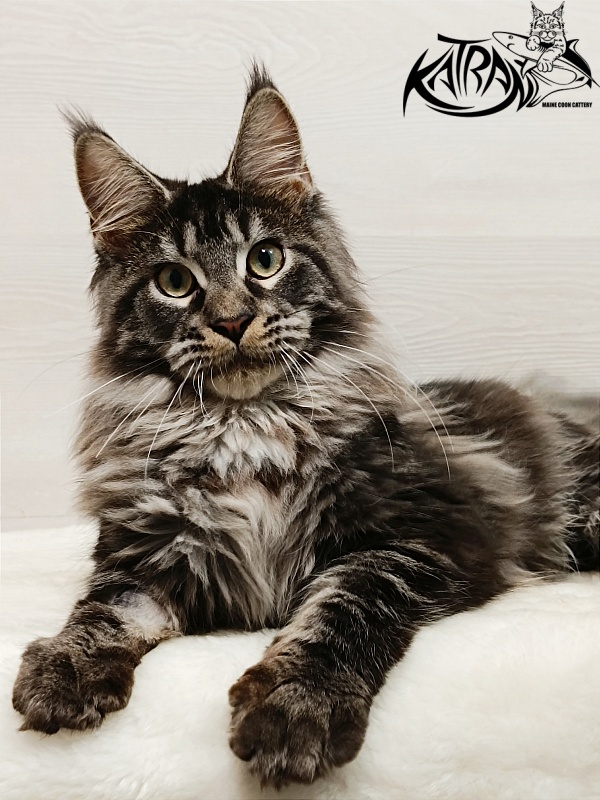 Katran X-Trimm - Kitten maine-coon 6.5 months