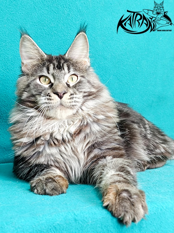 Katran X-Trimm - Junior maine-coon 9 months 1 week